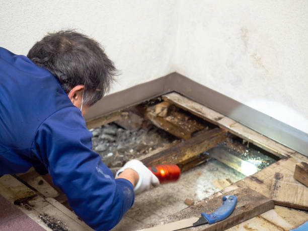 Best Industrial Mold Remediation in Carbon Cliff, IL