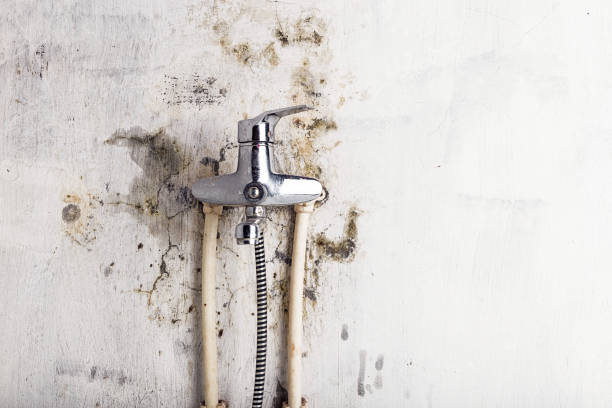 Professional Mold Remediation in Carbon Cliff, IL