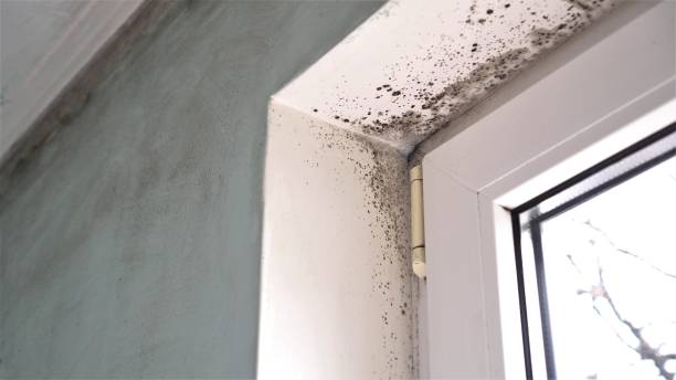 Best Residential Mold Remediation in Carbon Cliff, IL