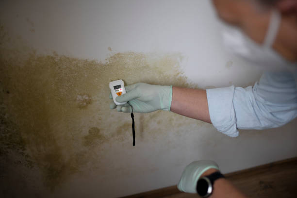 Best Health and Safety Mold Remediation in Carbon Cliff, IL