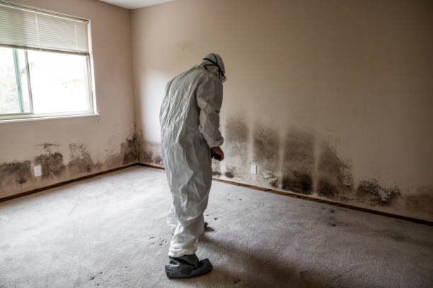 Best Emergency Mold Remediation in Carbon Cliff, IL