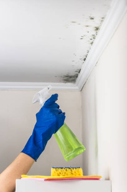 Best Crawl Space Mold Remediation in Carbon Cliff, IL
