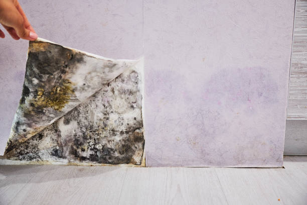 Best Bathroom Mold Remediation in Carbon Cliff, IL